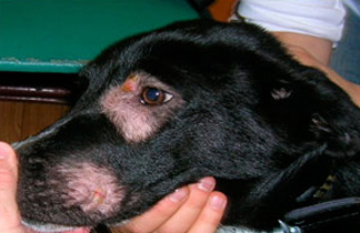 Алопеции и экскориации на морде